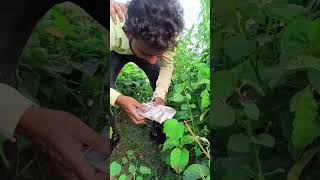 Lalchi insan comedy video video comedy comedyfilms viralvideo funny khesarilalyada [upl. by Ailssa]