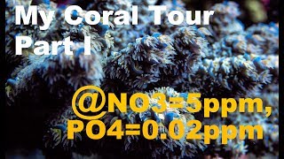 Bring the Reef Home  SPS dominated tank coral tour [upl. by Rosemari]