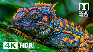 Best of Dolby Vision 4K HDR 60FPS 4K Video [upl. by Bearce]