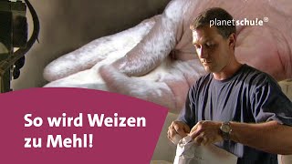 Wie wird aus Weizen Mehl  Planet Schule [upl. by Hogen90]