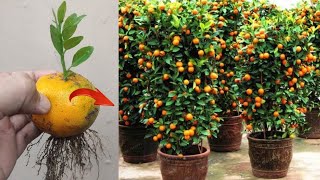 Best Skills How to grow Orange tree from orange fruit in pots [upl. by Fabrin]