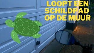 Er loopt een schildpad op de muur 633 [upl. by Suirtemed]