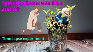 The life cycle of a bean plant in 20 days  Bean TimeLapse [upl. by Akila313]