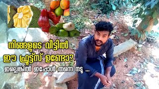 ഒരു വീട്ടിൽ നടേണ്ട ഫ്രൂട്സ്fruits plant Malayalamfruits garden [upl. by Thun]