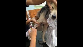 treatment sick dog and cat vaccine [upl. by Kral460]