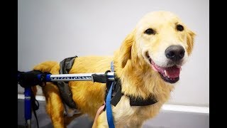 DOG ABUSED LEFT PARALYSED BUT THEN A MIRACLE HAPPENED [upl. by Schriever]