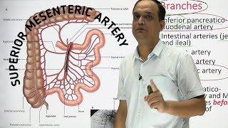 SUPERIOR MESENTERIC ARTERY  ANATOMY [upl. by Zinck]