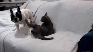 French bulldog and cat playing together [upl. by Alva]