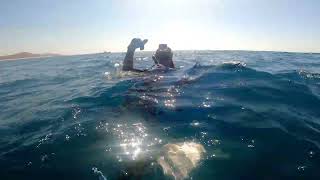 Sea of Cortez spearfishing baja [upl. by Ledda189]