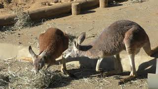 アカカンガルー 多摩動物公園 2019年1月18日 [upl. by Jenks736]