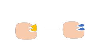 le fonctionnement des enzymes [upl. by Eannaj]