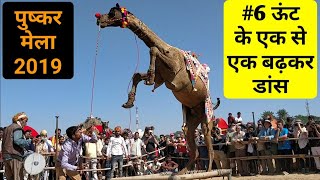 Camel dance competition Pushkar Fair 2019। Pushkar Mela।camel festival [upl. by Larimor]