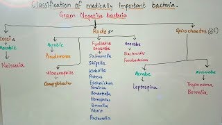 Classification of medically important bacteria based on gram stain [upl. by Ardnuahc957]