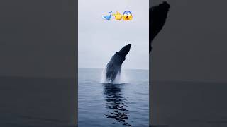 The biggest whale 🐳blue Ocean made us travel shorts youtuber viralvideo whalefacts [upl. by Croner]