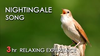 BEST NIGHTINGALE SONG  3 Hours REALTIME Nightingale Singing NO LOOP  Birdsong Birds Chirping [upl. by Anirdnaxela483]