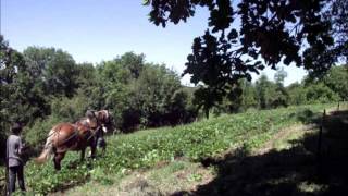 buttage pomme de terre avec guimauve [upl. by Brietta]