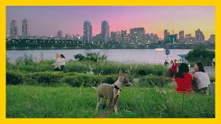 Baby Iggys First Hangang Picnic Italian Greyhound [upl. by Nalyt504]