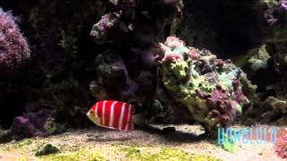 The 30000 Peppermint Angelfish at Waikiki Aquarium [upl. by Elva716]