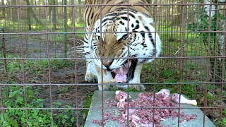 Hangry Lion and Tigers [upl. by Burner]