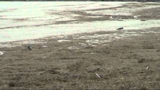 Ameland het strand op de westpunt vlak na storm en hoog water [upl. by Neliac1]