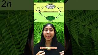 Alternation Of Generation In Plants  Definition Life Cycle amp Diagram  Biology Class11Adhyayanta [upl. by Nylikcaj]