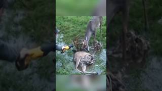 Rescue of swamp 🦌 deer 😍 l animal rescue shorts animals animalrescue [upl. by Tybie]