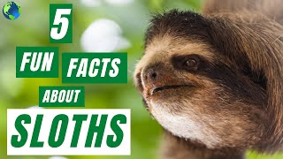 SLOTH  5 Fun Facts About Sloths [upl. by Ogu]