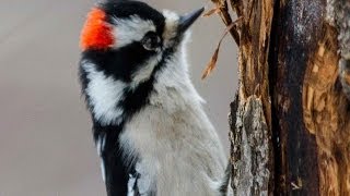 Downy Woodpecker  Bird Docs [upl. by Anauqed773]