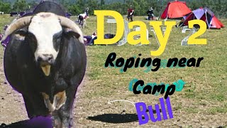 Day 2 Roping wild cattle Camping trip [upl. by Aed663]