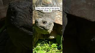 What is a Marginated tortoise kyreptilezoo turtle tortoise cute 🐢 [upl. by Arvie]