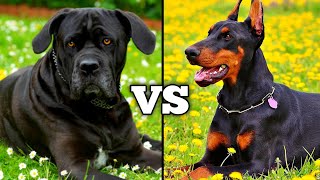 Cane Corso VS Doberman  Dog Breed Comparison [upl. by Dorothee550]