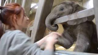 Tierpflegerin im Zoo Halle spielt mit Elefantenkalb [upl. by Eniledgam587]