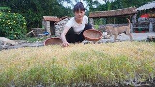 How To Grow Sprouted Beans  Harvesting Sprouted Go To The Market To Sell  Cooking With Egg [upl. by Lynne]