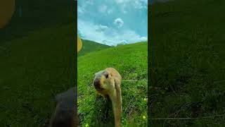 Cute Wild animal bobak marmot or prairie dog eating cookies yummy 97 [upl. by Nauquf]