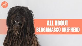 Bergamasco Shepherd Everything You Need To Know [upl. by Dorella]