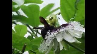 POLINIZAÇÃO DA FLOR DE MARACUJÁ  CINCINATO ALENCAR [upl. by Dazraf]