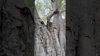 Climbing baobab tree is complicated [upl. by Eada]