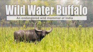 Wild water buffalo  endangered species India  Manas National park [upl. by Atiek]