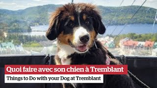 Quoi faire avec son chien à Tremblant [upl. by Mehcanem]