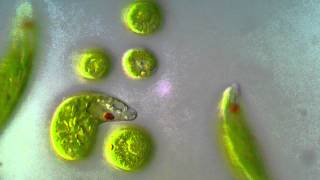 Euglena viridis  BF DIC microscope 1000x [upl. by Iv]