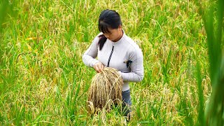 How To Harvest Upland Sticky Rice Bring Upland Rice Go To Market Sell  New Free Bushcraft [upl. by Airalav861]