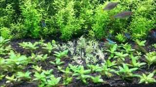 Pet Smart Pogostemon Helferi  Downoi  Journal pt 1 [upl. by Noswad903]