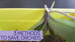 PHALAENOPSIS ORCHID ROOT ROT  ORCHID REANIMATION  SAVE PHALAENOPSIS WITH ALL ROTTEN ROOTS [upl. by Stromberg]