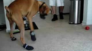 Mosley The Boxer Dog Got His New Shoes On [upl. by Pollyanna658]