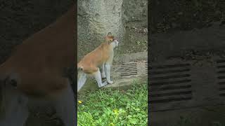 紅猴Patas MonkeyTaipei Zoo [upl. by Naginnarb]