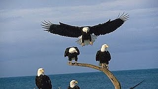 Bald Eagles of Alaska HD 1080p [upl. by Dodson]