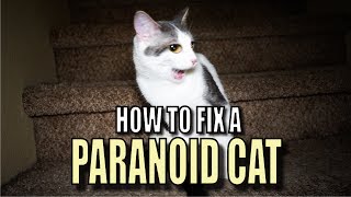 Talking Kitty Cat 56  How To Fix A Paranoid Cat [upl. by Maxama]