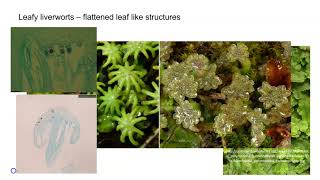 Liverworts [upl. by Hamford]