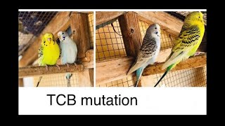 TCB Texas Clear Body BUDGIES COMPLETE INFORMATION RARE MUTATION  UrduHindi [upl. by Krucik]