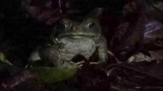 Rhinella marina eating in slow motion Cane toad [upl. by Nilats]